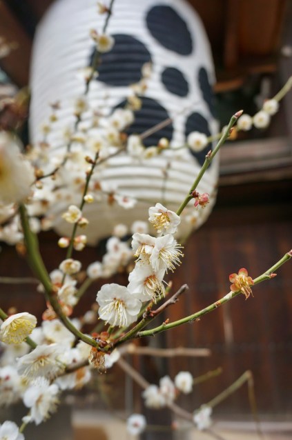 Kitano Tenmangu Shrine Plum Blossom