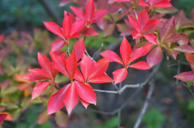 Autumn foliage leaves in Dazaifu